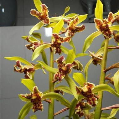 所有分类 传统品种 蕙兰 奇花 大叠彩特壮1祖1母1新1开口大芽1花