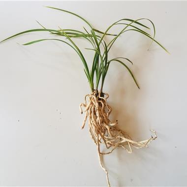未见花金边蕙兰1祖1母1新2芽