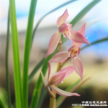 【胭脂红-漂亮自然引种好苗带4小芽 中国兰花交易网