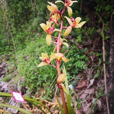 **蕙兰 黄色花