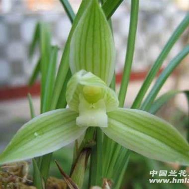 莲瓣兰素心碧龙玉素 4苗3芽