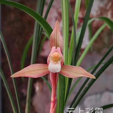 云上彩霞2苗1芽 - 中国兰花交易网