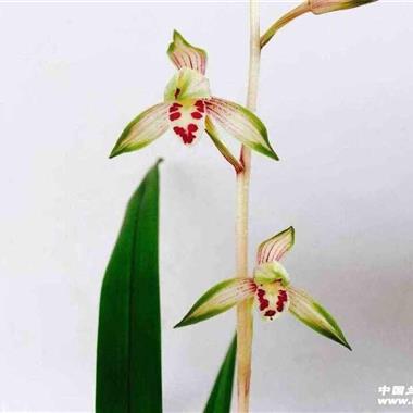 建兰高山春色3苗 - 中国兰花交易网