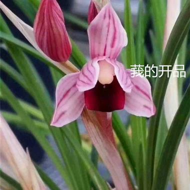 莲瓣兰新品红素一苗一芽根特别好 - 中国兰花交易网