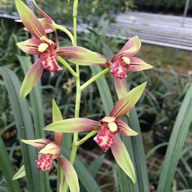 建兰小国魂,逸虹双娇2苗1芽