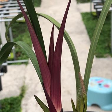 红草红荷 2苗1芽