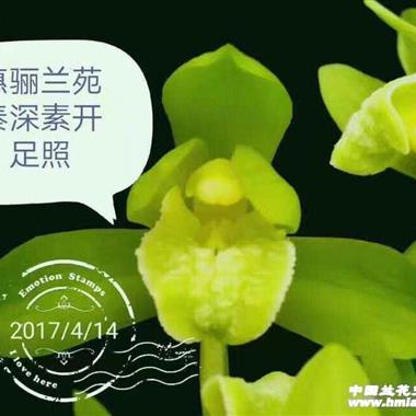 150秦深素2壮苗带1出土壮芽