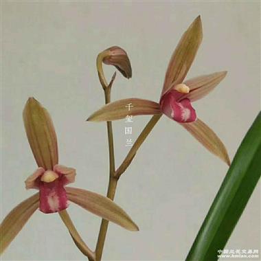 四季名品 醉红尘1.5苗 - 中国兰花交易网