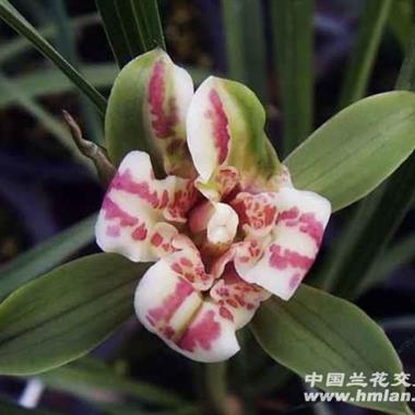 春兰红芙蓉4头 - 中国兰花交易网