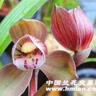 建兰铭品学林荷1苗1牙
