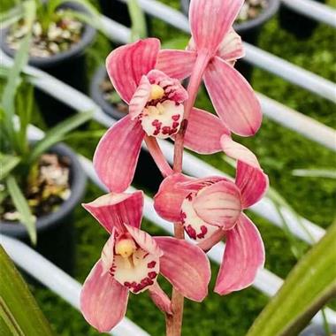 建兰红草红荷1苗1芽,申通