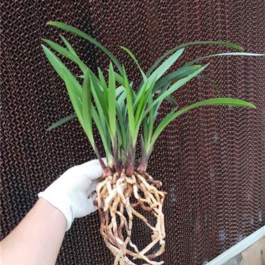 新店惠拍!建兰 金荷 7苗3大芽1花苞 - 中国兰花交易网