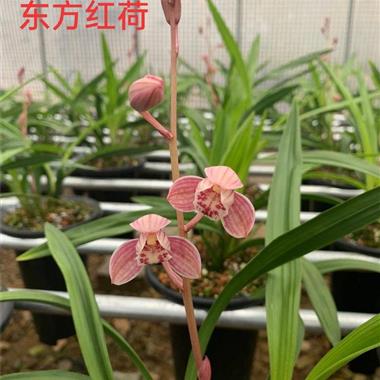 【东方红荷】带花 - 中国兰花交易网