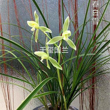 莲瓣—阳春白雪 部分出售 - 中国兰花交易网