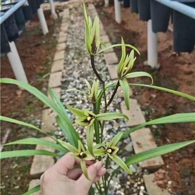 寒兰六瓣奇花1盆2苗1芽邮费(申通包邮) - 中国兰花交易网