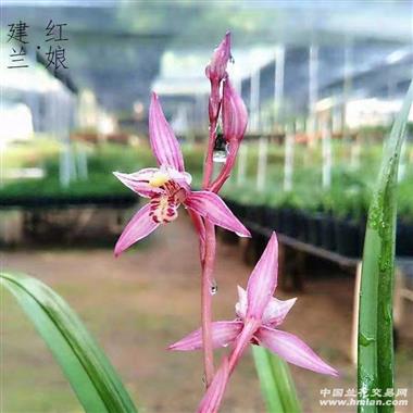 建兰红娘3苗包邮申通
