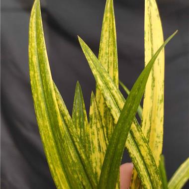 春兰虎斑 4壮苗1芽 - 中国兰花交易网