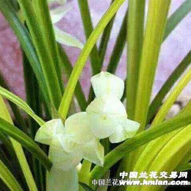 引种苗瑞雪2苗 - 中国兰花交易网