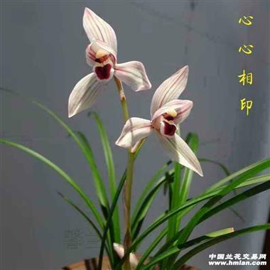 心心相印2.5苗 - 中国兰花交易网