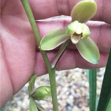 寒兰寒香梅1盆5苗2花邮费(申通包邮)