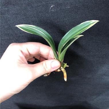 达摩爪出艺一苗1芽