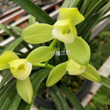 春剑素荷 3壮苗1大芽