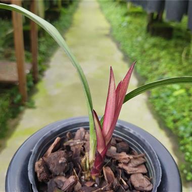 建兰,红草红荷1苗1芽