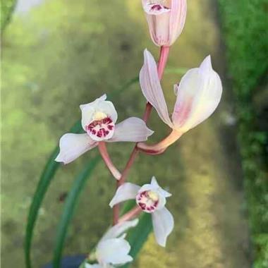 花仙子1苗1芽