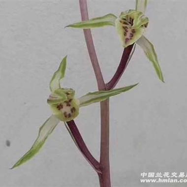 寒兰杨贵妃2苗2大芽 - 中国兰花交易网