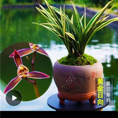 黄金日向2苗2芽 中国兰花交易网