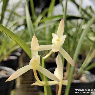 建兰琥珀麻壳素子母1发2
