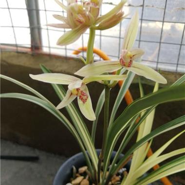 兰花建兰白中透艺带花苞大满贯韵达包邮