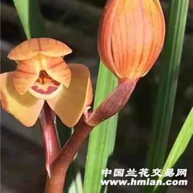 所有分类 传统品种 莲瓣 荷瓣 新店特惠 永昌金荷引种苗 0起拍仅此