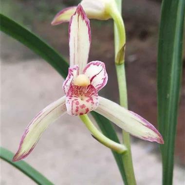 建兰 中华彩霞 2苗1花