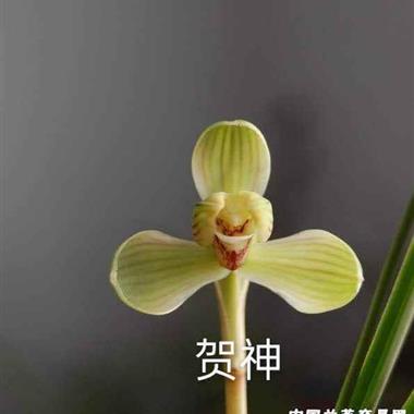 春兰贺神梅3个苗2花苞