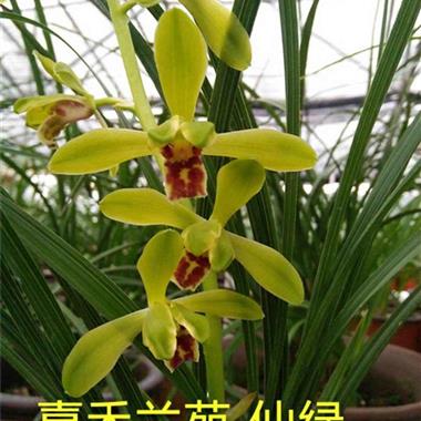 仙绿(2 中国兰花交易网