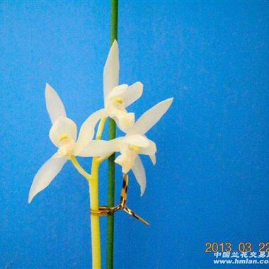 阳春白雪 l-9623 - 中国兰花交易网