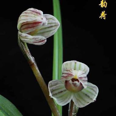 莲瓣兰:晶荷(天韵荷)1引种苗1芽