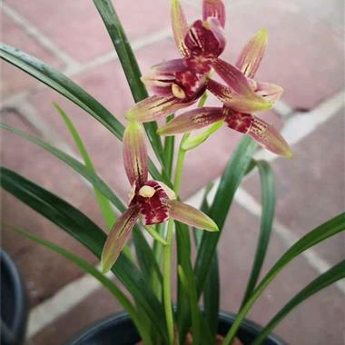 建兰至尊红颜,1苗1芽 中国兰花交易网