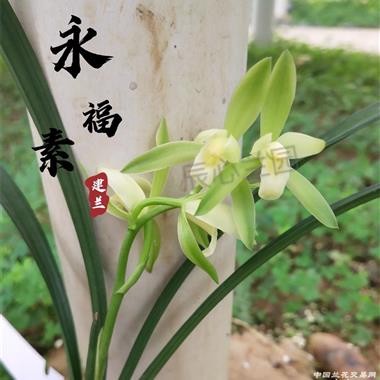 建兰永福素4苗1花苞