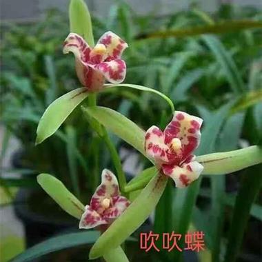 建兰吹吹蝶3苗1花苞