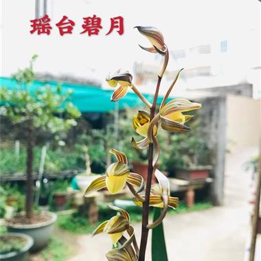 墨兰瑶台碧月1引种苗顺丰包邮不寄养