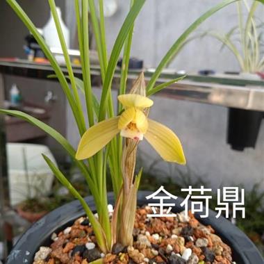 金荷鼎2 中国兰花交易网