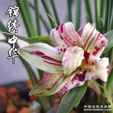 春兰锦绣中华4苗带2花苞