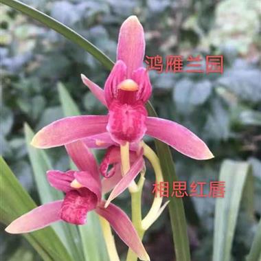 相思红唇3头 中国兰花交易网