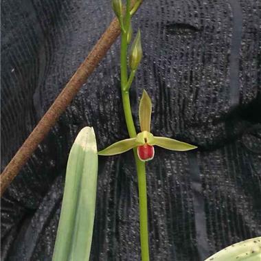 墨兰初恋1苗1花苞1211日拍