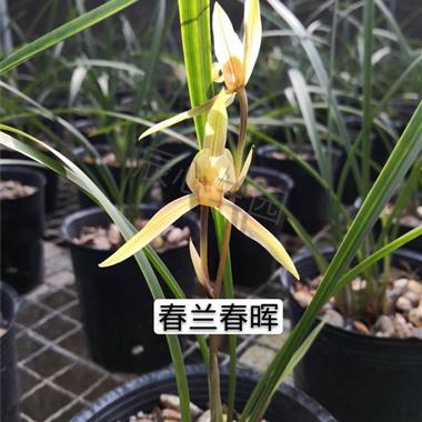 02春兰春晖,10苗2芽1花苞,浓香型