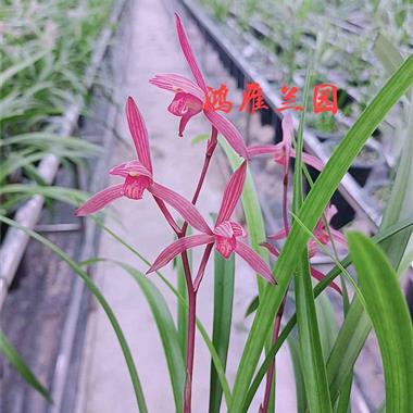 旭日阳光现切龙头 中国兰花交易网