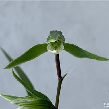 细叶寒兰小草龙吞舌仙味 中国兰花交易网