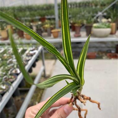 蕙兰水晶麟生体l12657未见花